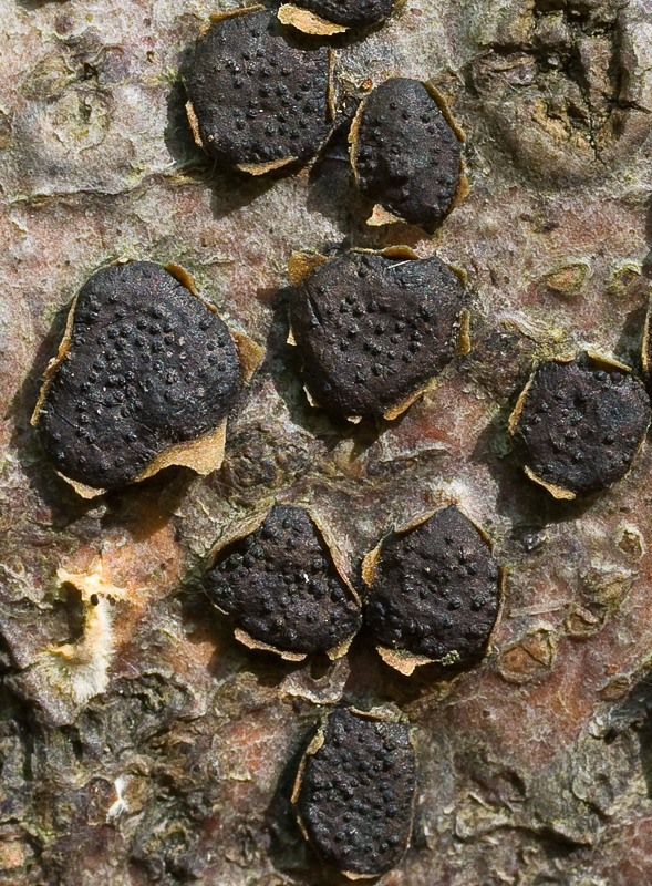 Diatrype disciformis